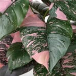 Variegated Monstera leaf with pink and green splashes, popular houseplant and decorative foliage.