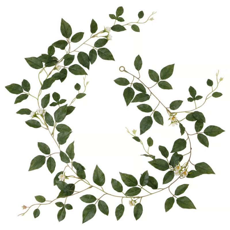 Fresh green vine plant with leaves and small flowers, suitable for decorative indoor or outdoor use.