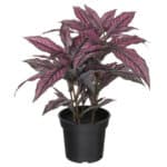 Decorative pink and green caladium indoor plant in black pot.