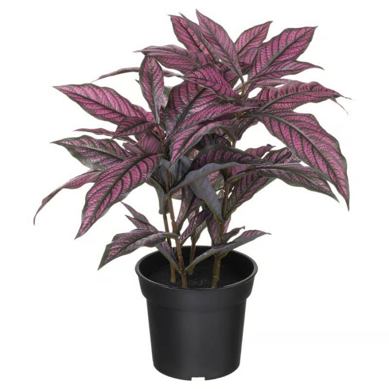 Decorative pink and green caladium indoor plant in black pot.