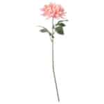 Beautiful pink dahlia flower with green leaves on a long stem. Perfect for home decoration or gifting.