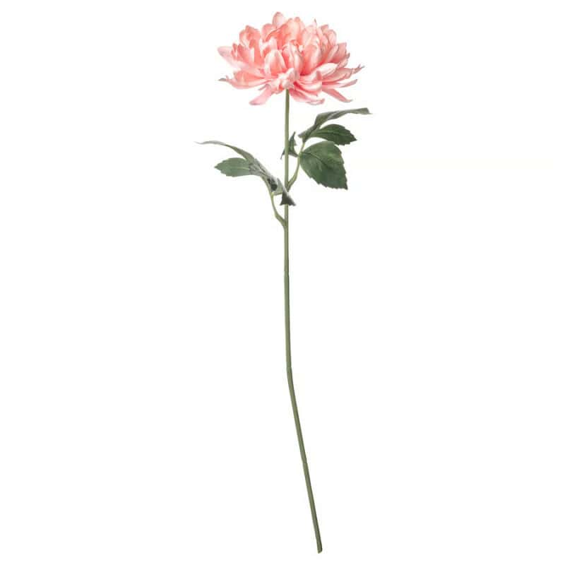 Beautiful pink dahlia flower with green leaves on a long stem. Perfect for home decoration or gifting.
