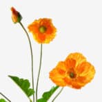 Close-up of vibrant orange poppy flowers with green leaves on a white background.