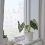 Indoor houseplant for home decor and air purification.