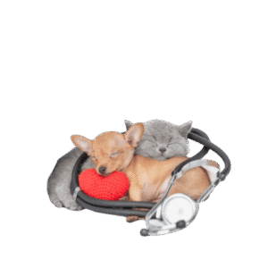 Pet Care & Toys